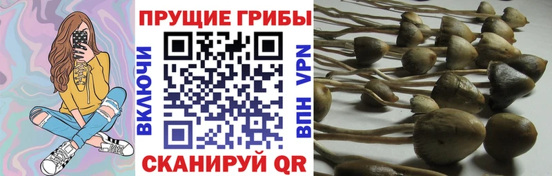 продажа наркотиков  Долгопрудный  Псилоцибиновые грибы Cubensis 